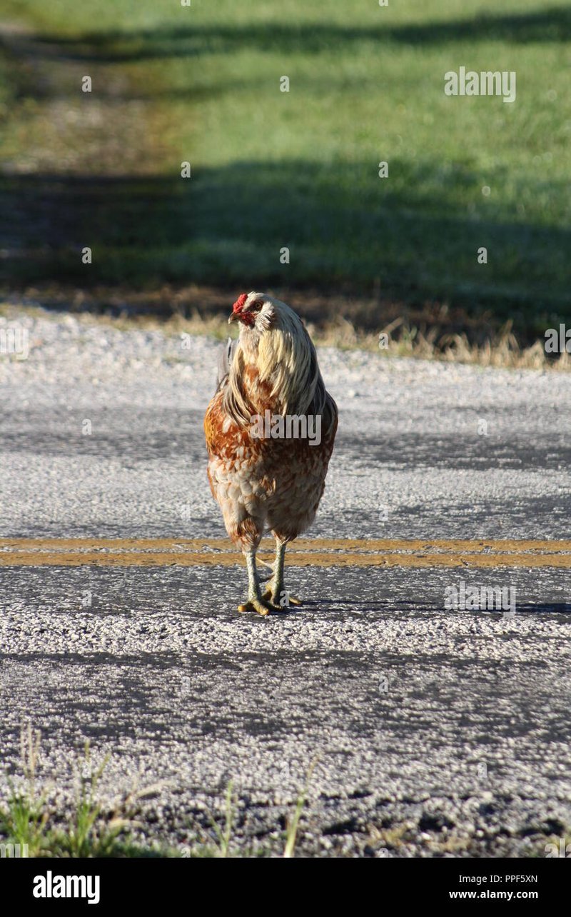 Descubre el misterio de Chicken Road en el nuevo casino en línea de España - overview